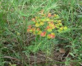 Euphorbia cyparissias, pryšec chvojka