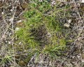 Carex humilis, ostřice nízká