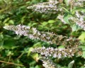 Mentha longifolia, máta dlouholistá